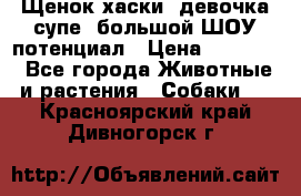 Щенок хаски, девочка супе, большой ШОУ потенциал › Цена ­ 50 000 - Все города Животные и растения » Собаки   . Красноярский край,Дивногорск г.